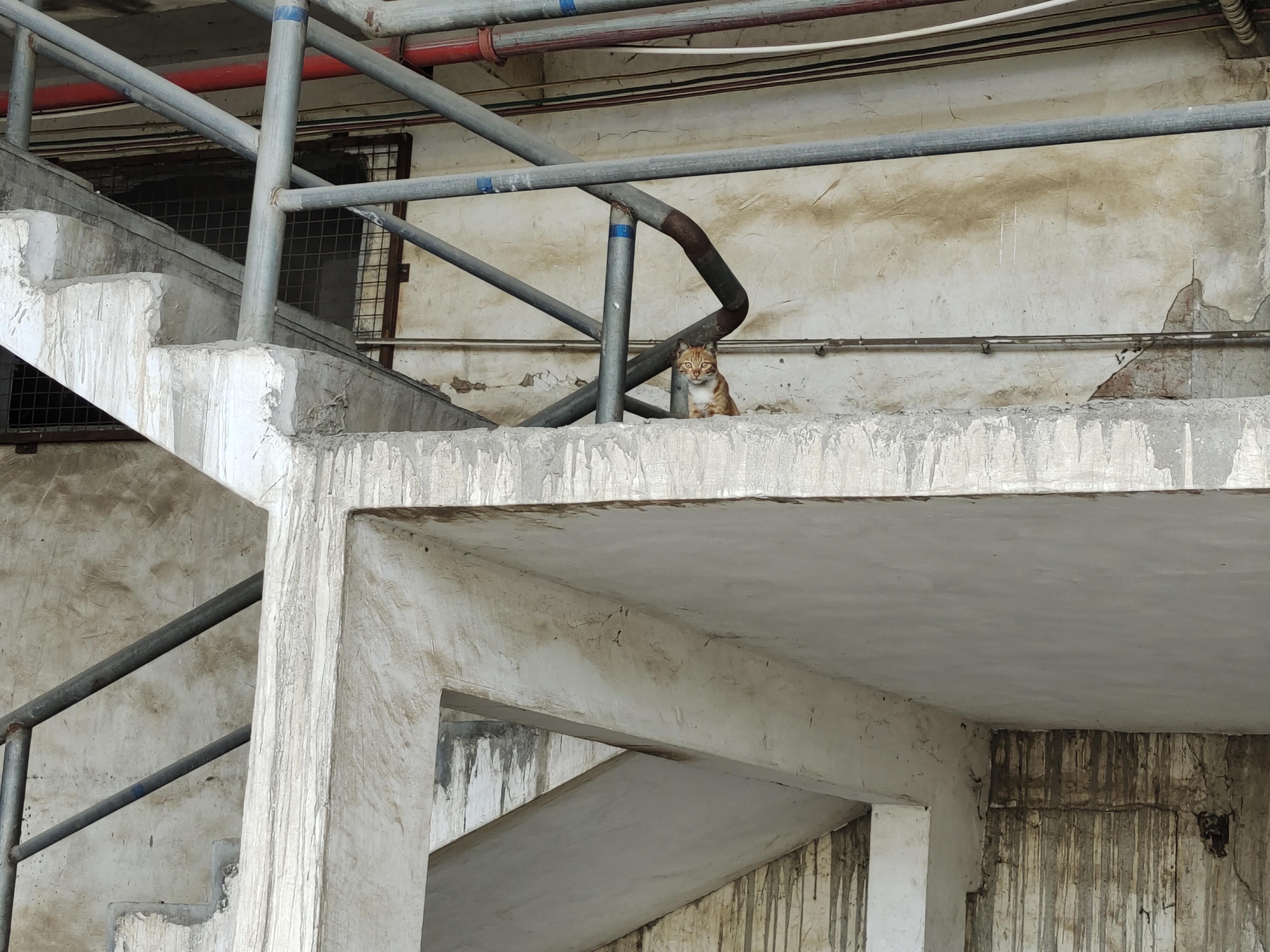 遇见一只小猫咪木子斌博客木子斌博客